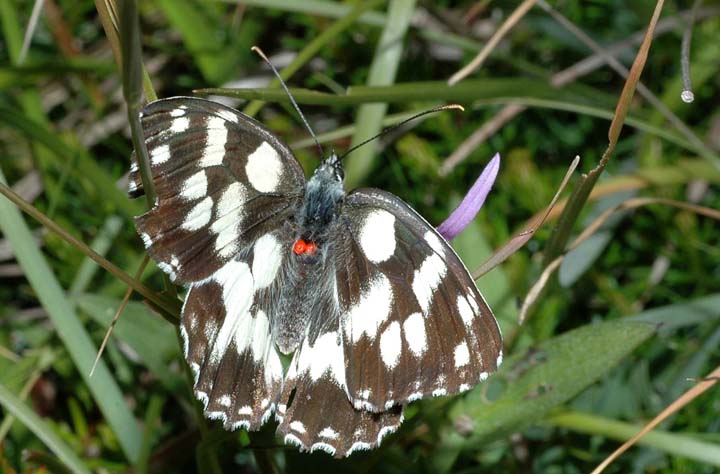 Parassiti su Melanargia galathea ?